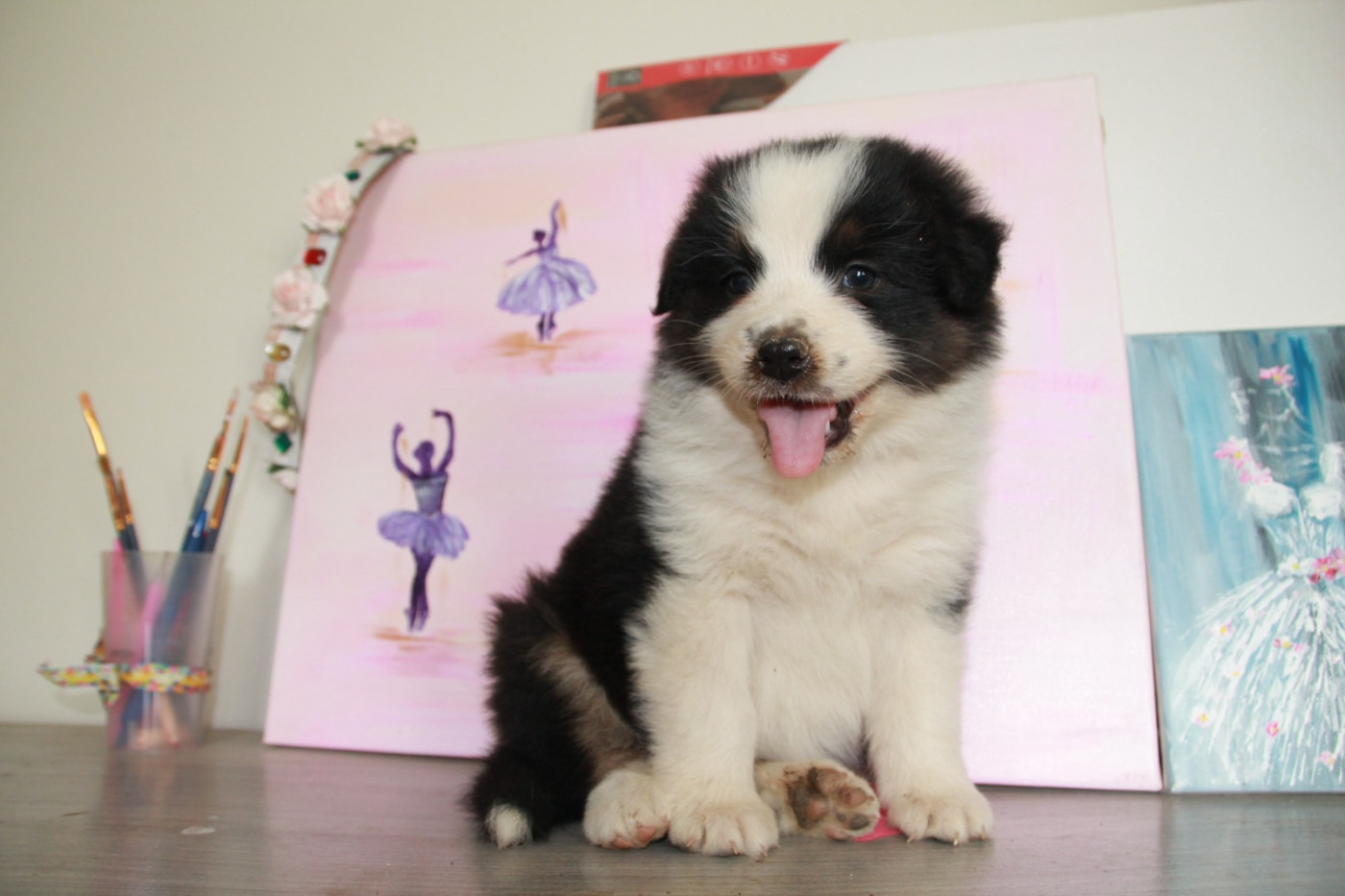 du Rêve des Joyaux - Chiots disponibles - Berger Australien