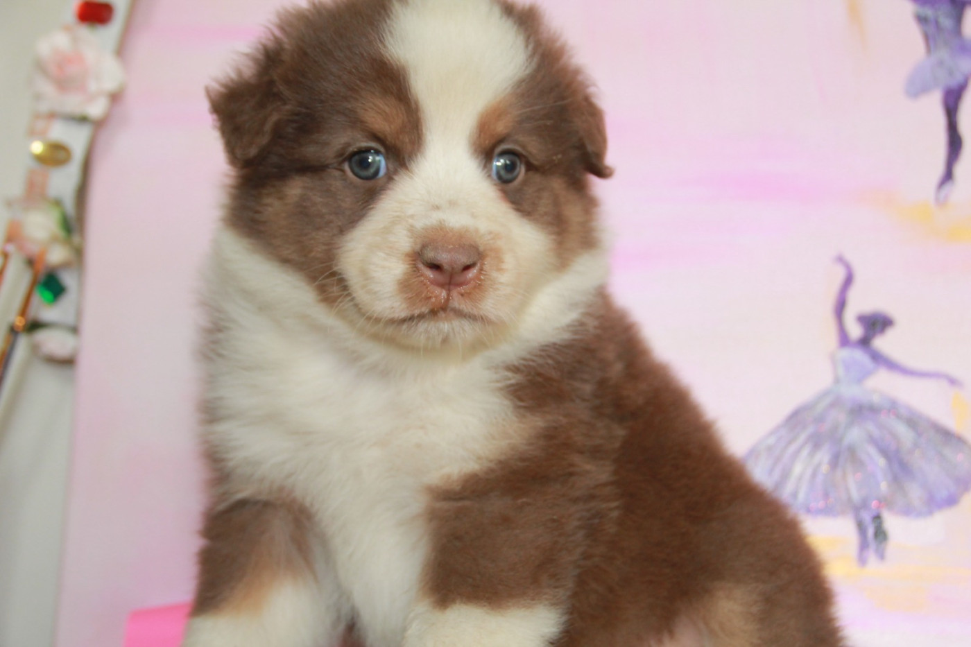 du Rêve des Joyaux - Chiots disponibles - Berger Australien