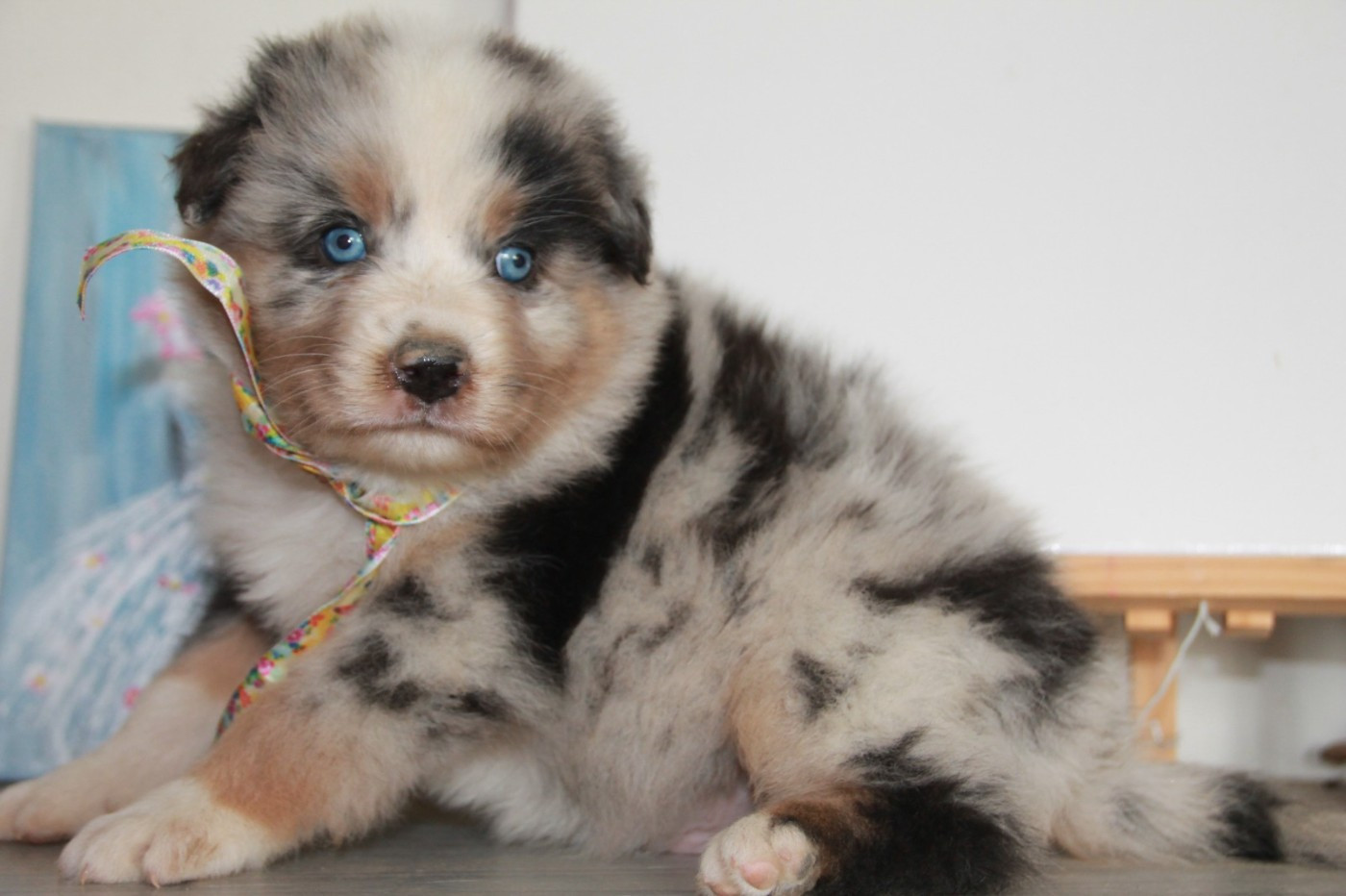 du Rêve des Joyaux - Chiots disponibles - Berger Australien