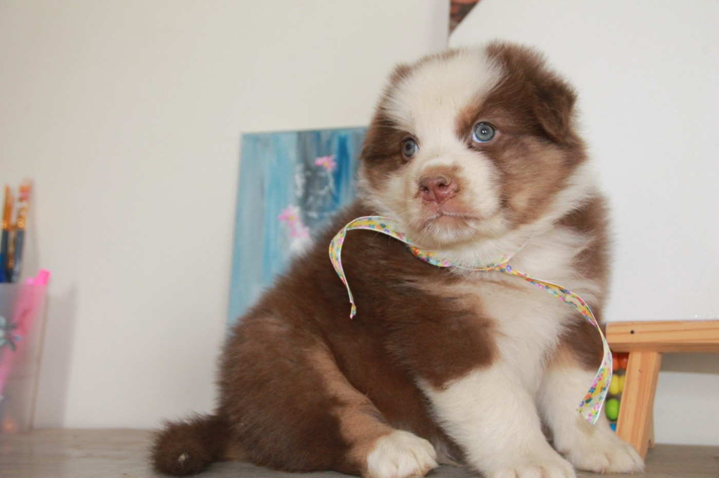du Rêve des Joyaux - Chiots disponibles - Berger Australien