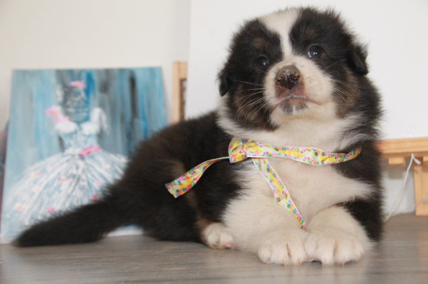 du Rêve des Joyaux - Chiots disponibles - Berger Australien