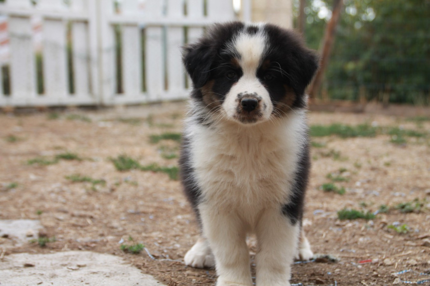 du Rêve des Joyaux - Chiots disponibles - Berger Australien
