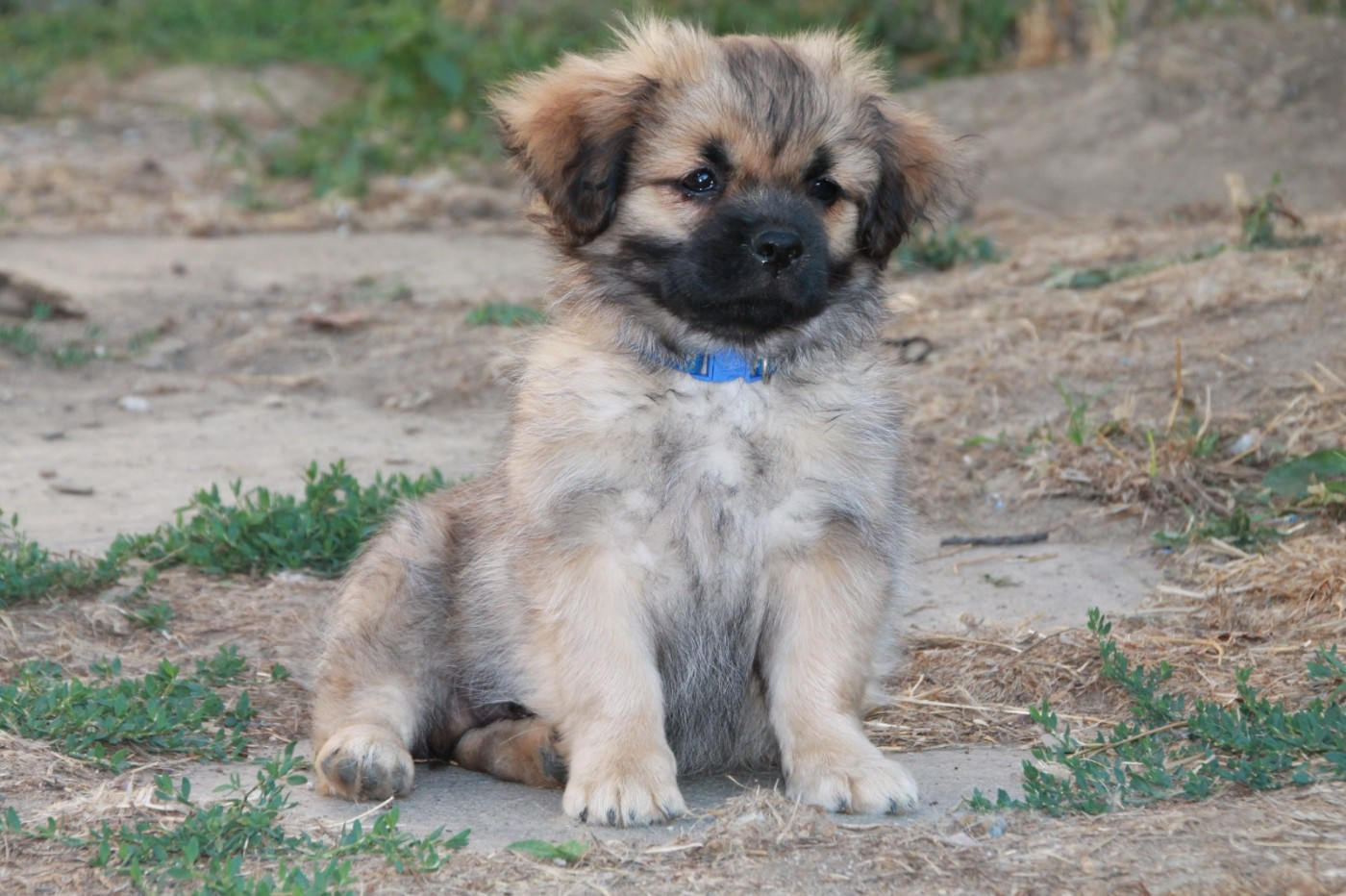 du Rêve des Joyaux - Chiots disponibles - Epagneul tibetain