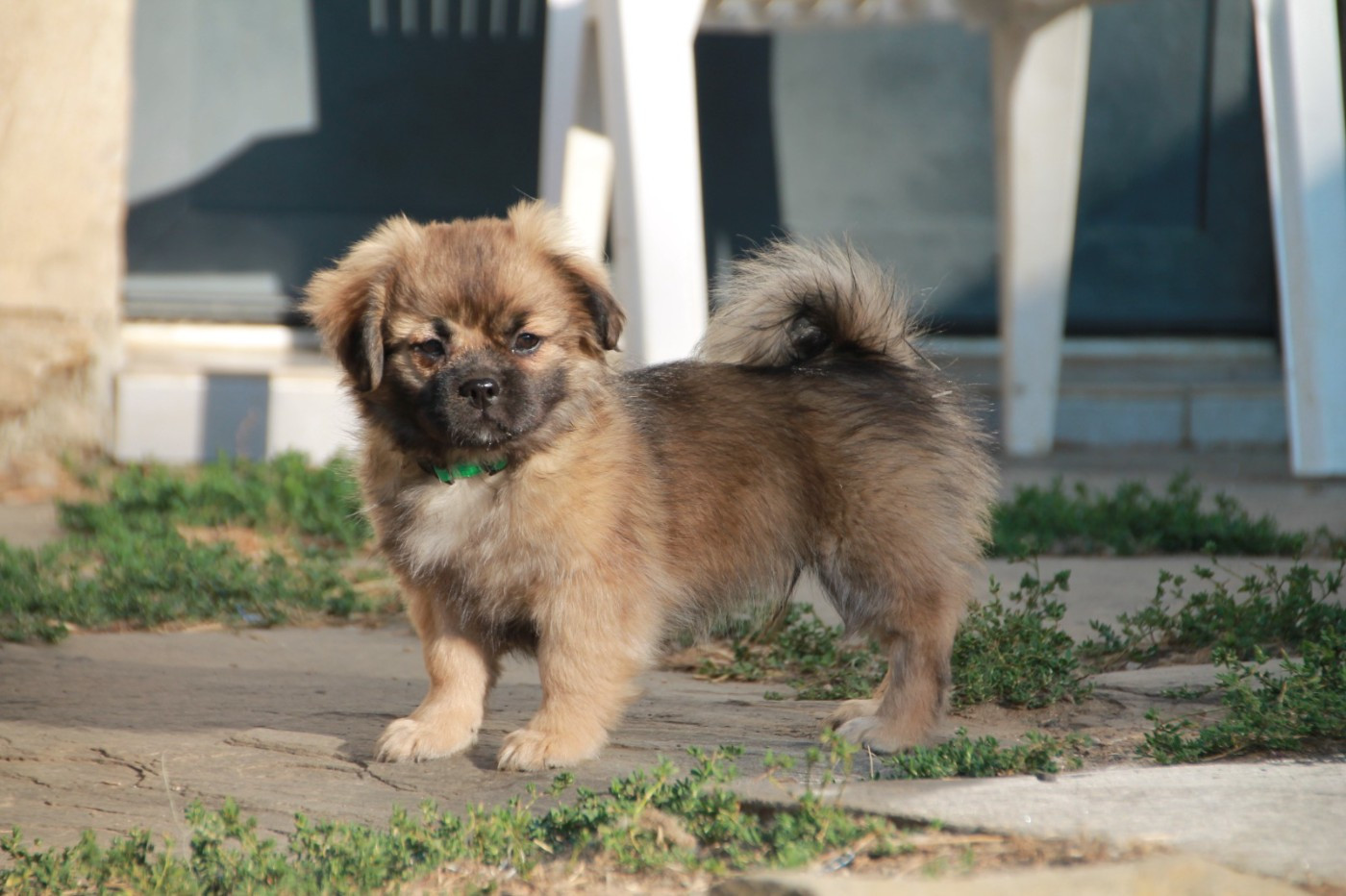 du Rêve des Joyaux - Chiots disponibles - Epagneul tibetain