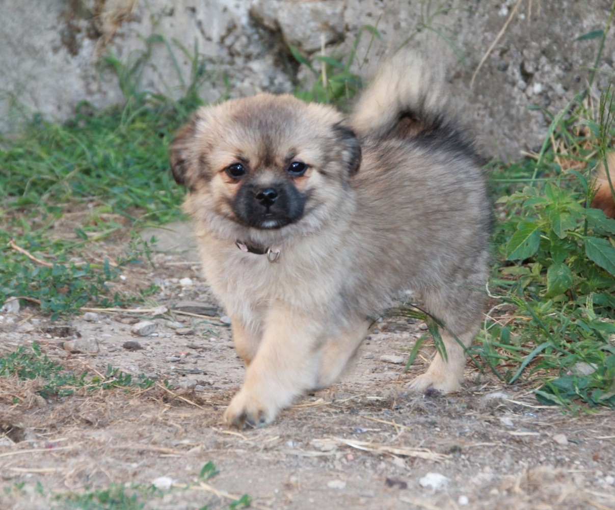 du Rêve des Joyaux - Chiots disponibles - Epagneul tibetain