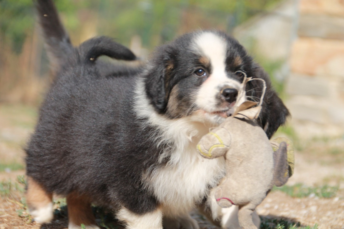 du Rêve des Joyaux - Chiots disponibles - Berger Australien