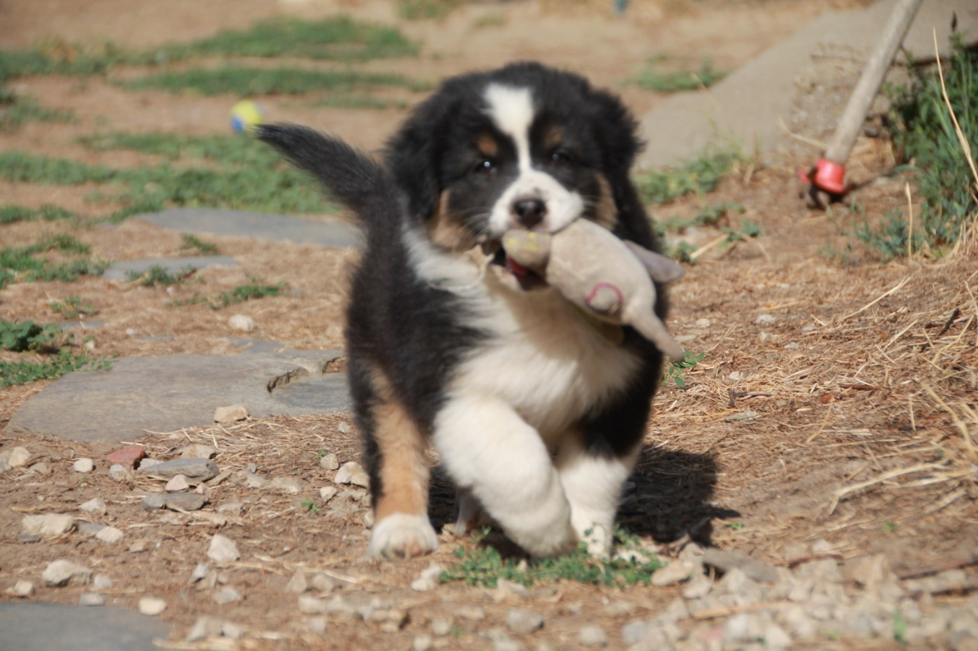 du Rêve des Joyaux - Chiots disponibles - Berger Australien