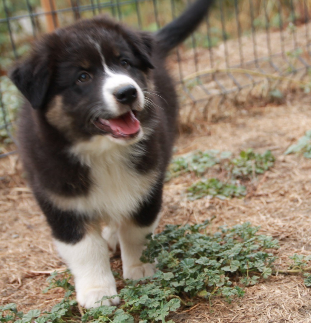 du Rêve des Joyaux - Chiots disponibles - Berger Australien