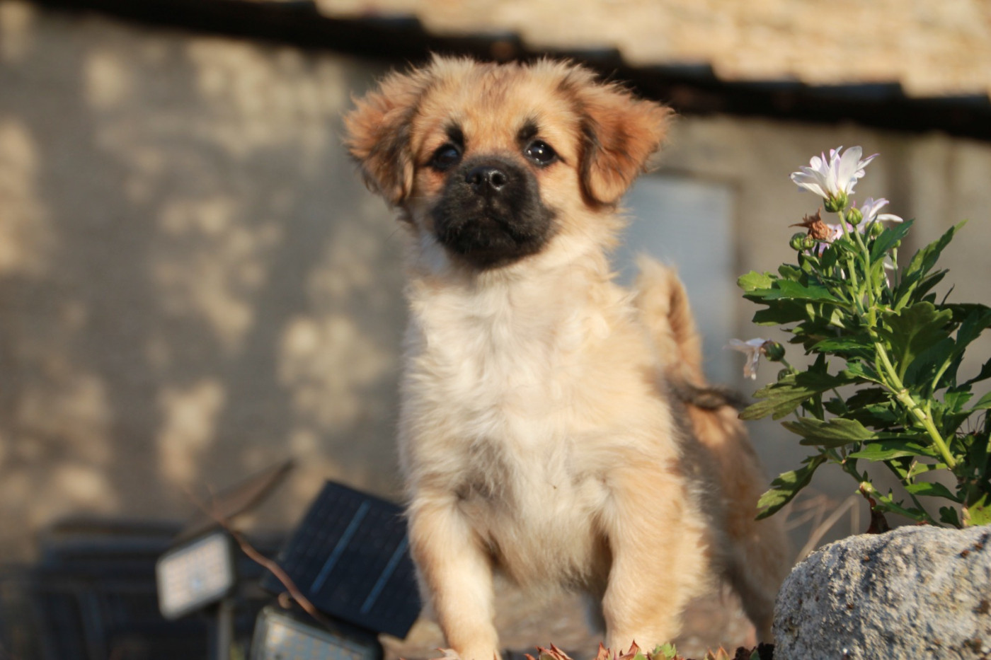 du Rêve des Joyaux - Chiots disponibles - Epagneul tibetain
