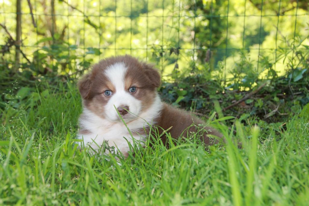 du Rêve des Joyaux - Chiots disponibles - Berger Australien