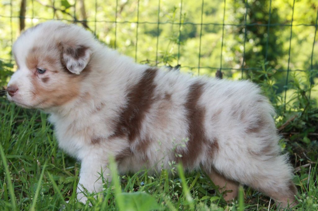 du Rêve des Joyaux - Chiots disponibles - Berger Australien