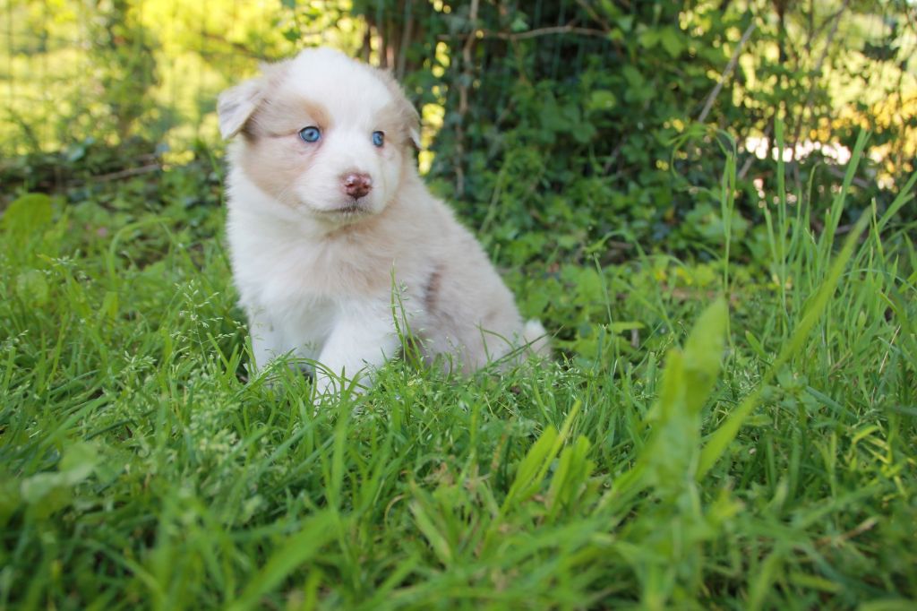 du Rêve des Joyaux - Chiots disponibles - Berger Australien