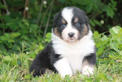 Chiot N°1