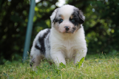 Chiot N°3