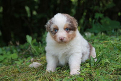 Chiot N°5