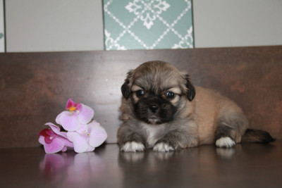 Chiot N°3