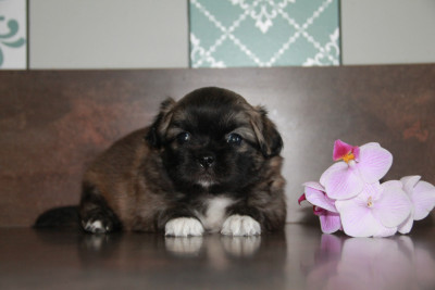 Chiot N°4