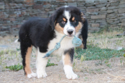 Balto