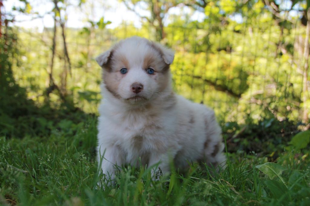 du Rêve des Joyaux - Chiots disponibles - Berger Australien