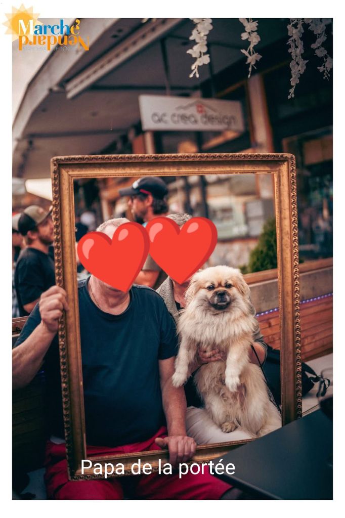 Chiot Epagneul tibetain du Rêve des Joyaux
