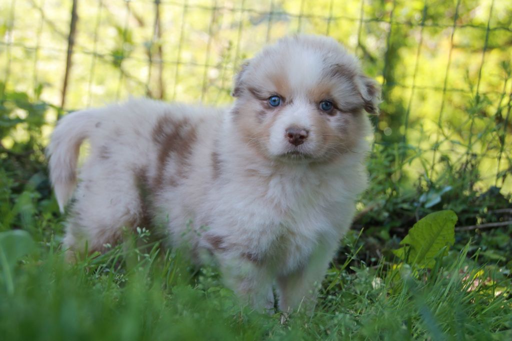 du Rêve des Joyaux - Chiots disponibles - Berger Australien