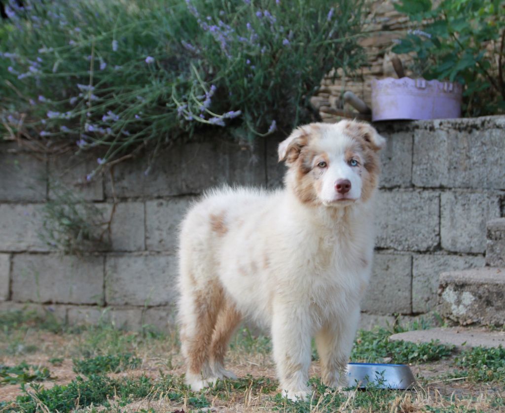 du Rêve des Joyaux - Chiots disponibles - Berger Australien